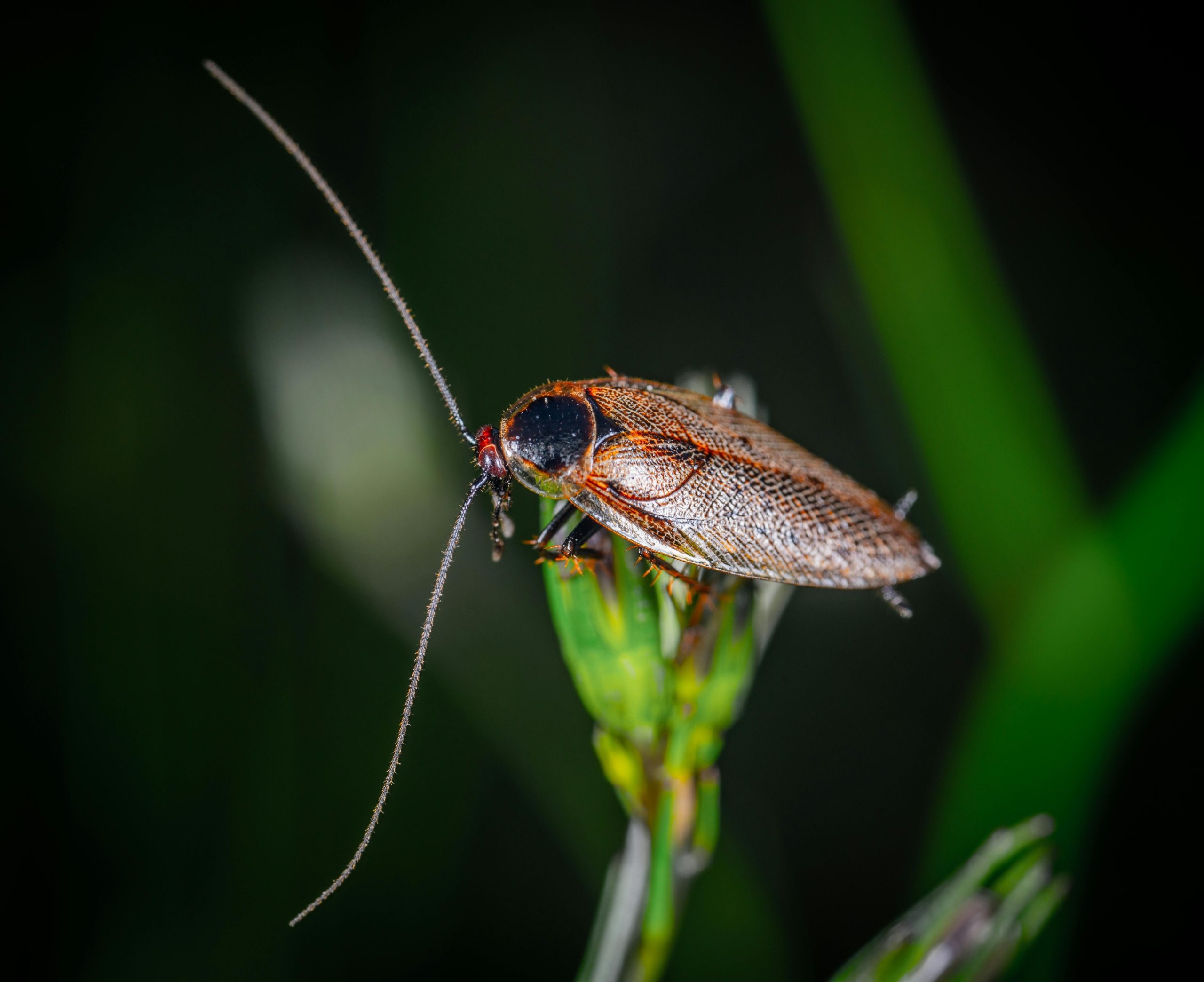 Cockroach Pest Control