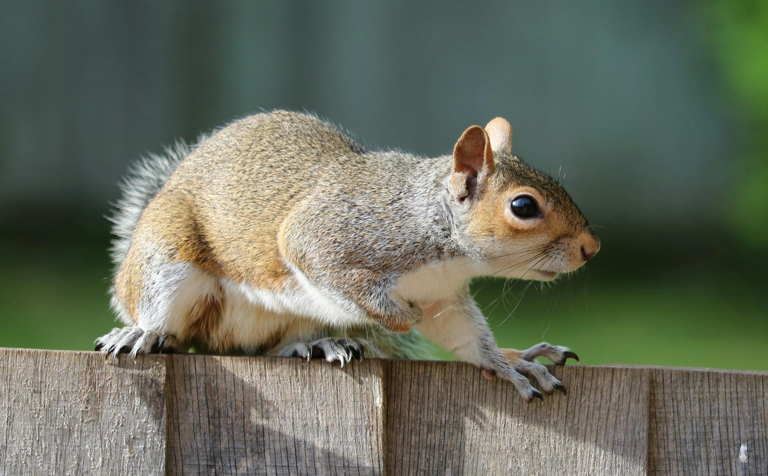 Squirrels Pest Control