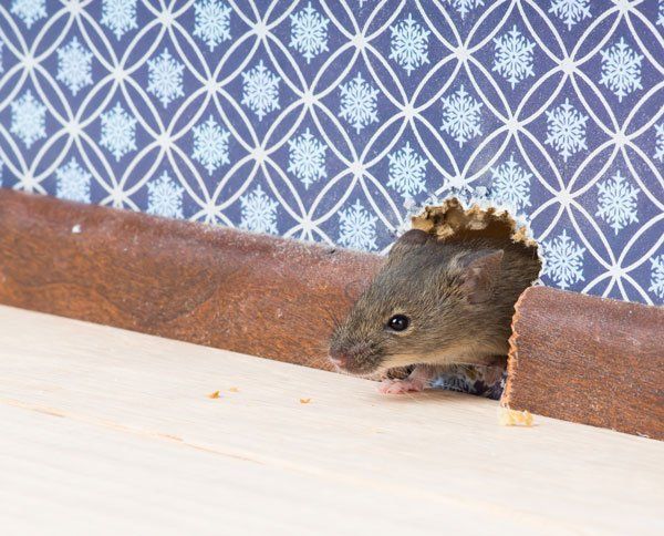 Mice Pest Control