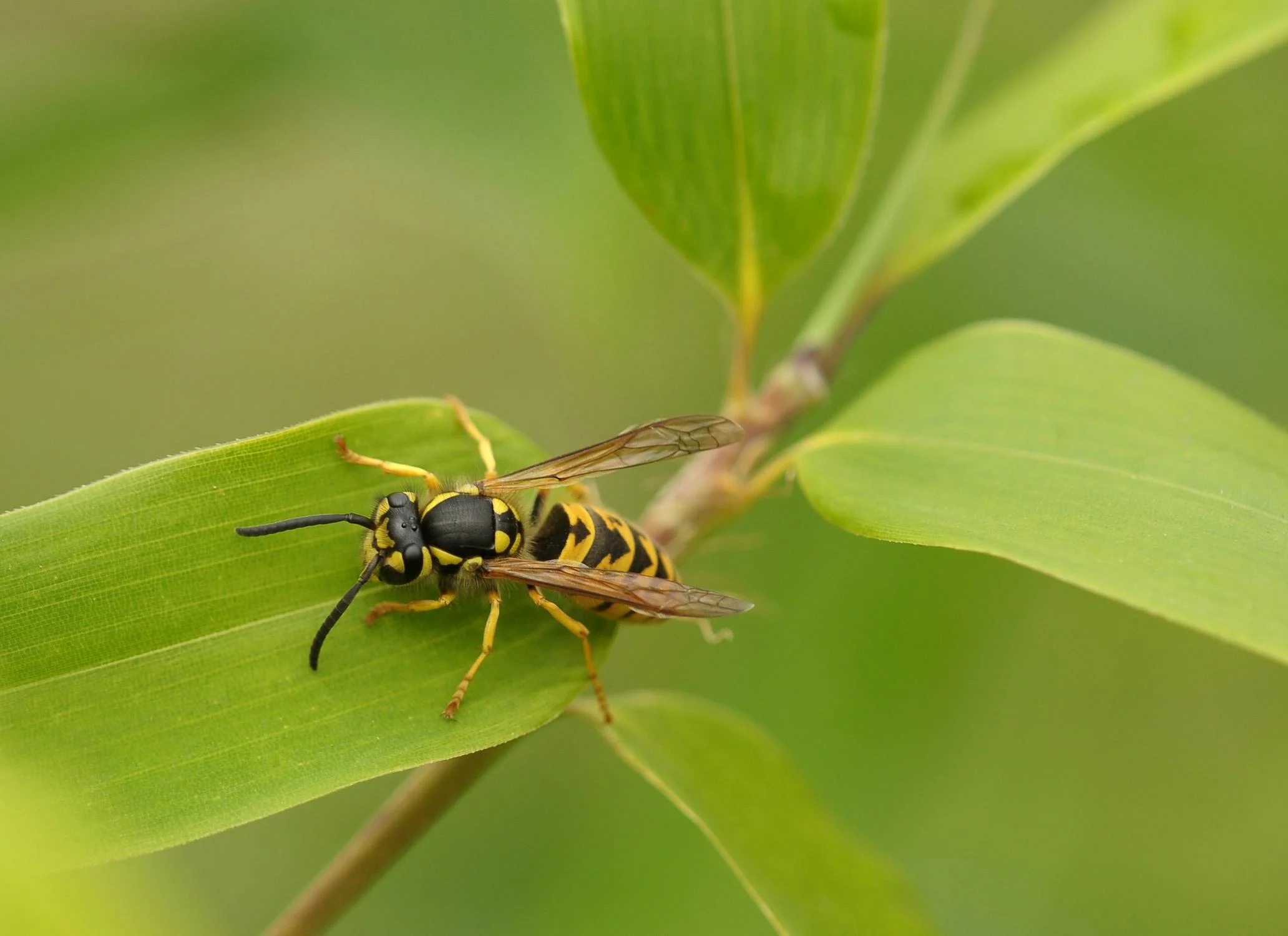 Wasps Pest Control