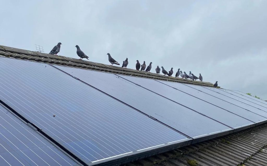 Pigeon Proofing Solar Panels | Rapid Response | Essex Pest Proof