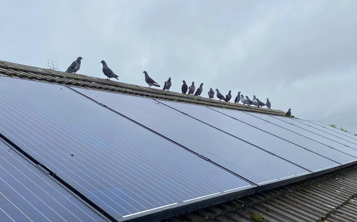 Birds roosting on solar panels