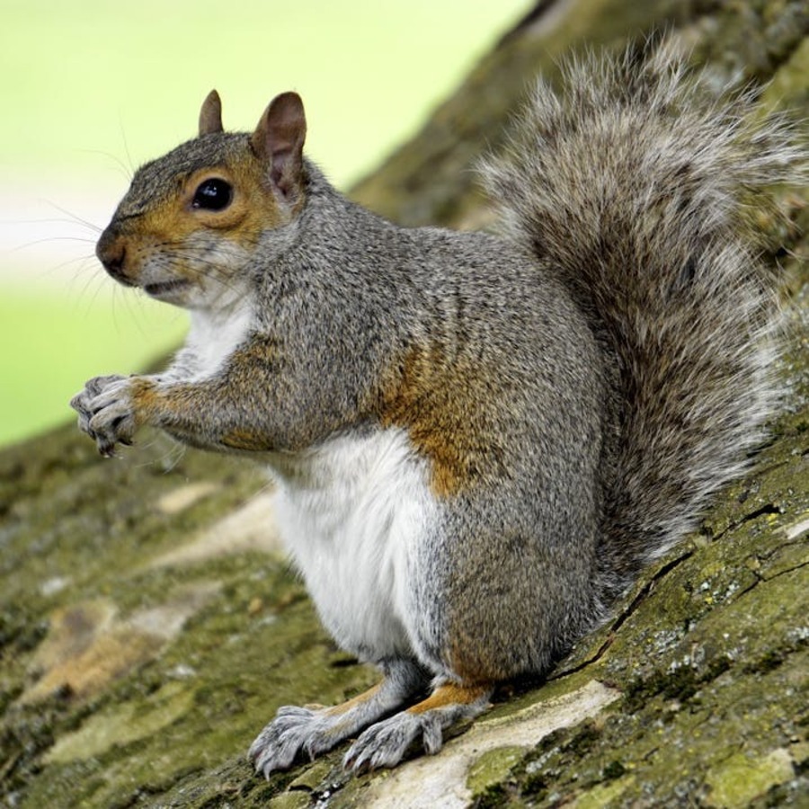 Squirrel in a tree