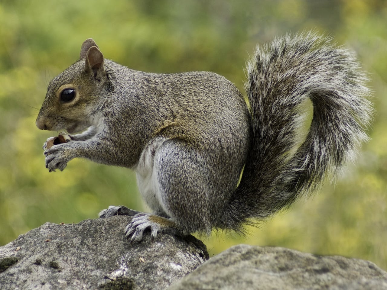 Squirrel Removal