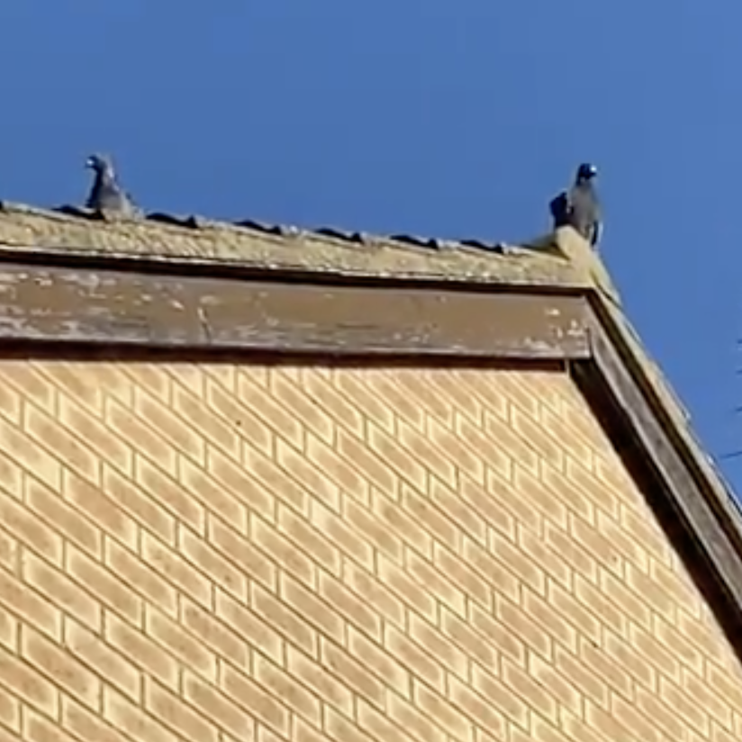 Birds on a roof