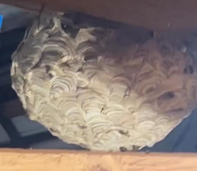 An image of a wasp nest on a roof.