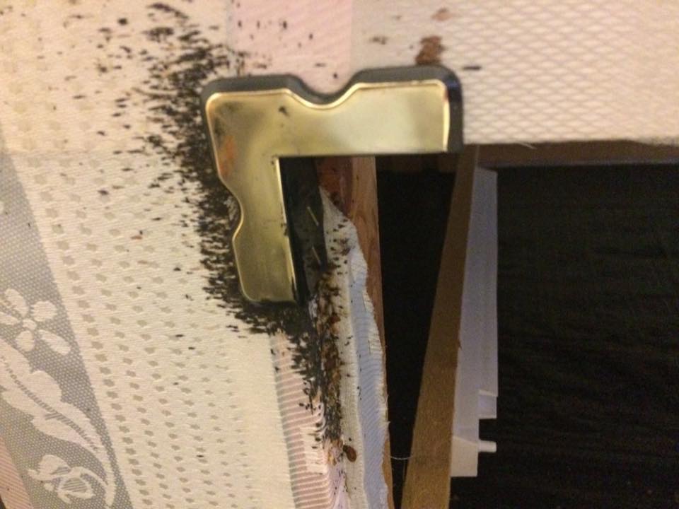 bed bugs in a bed frame