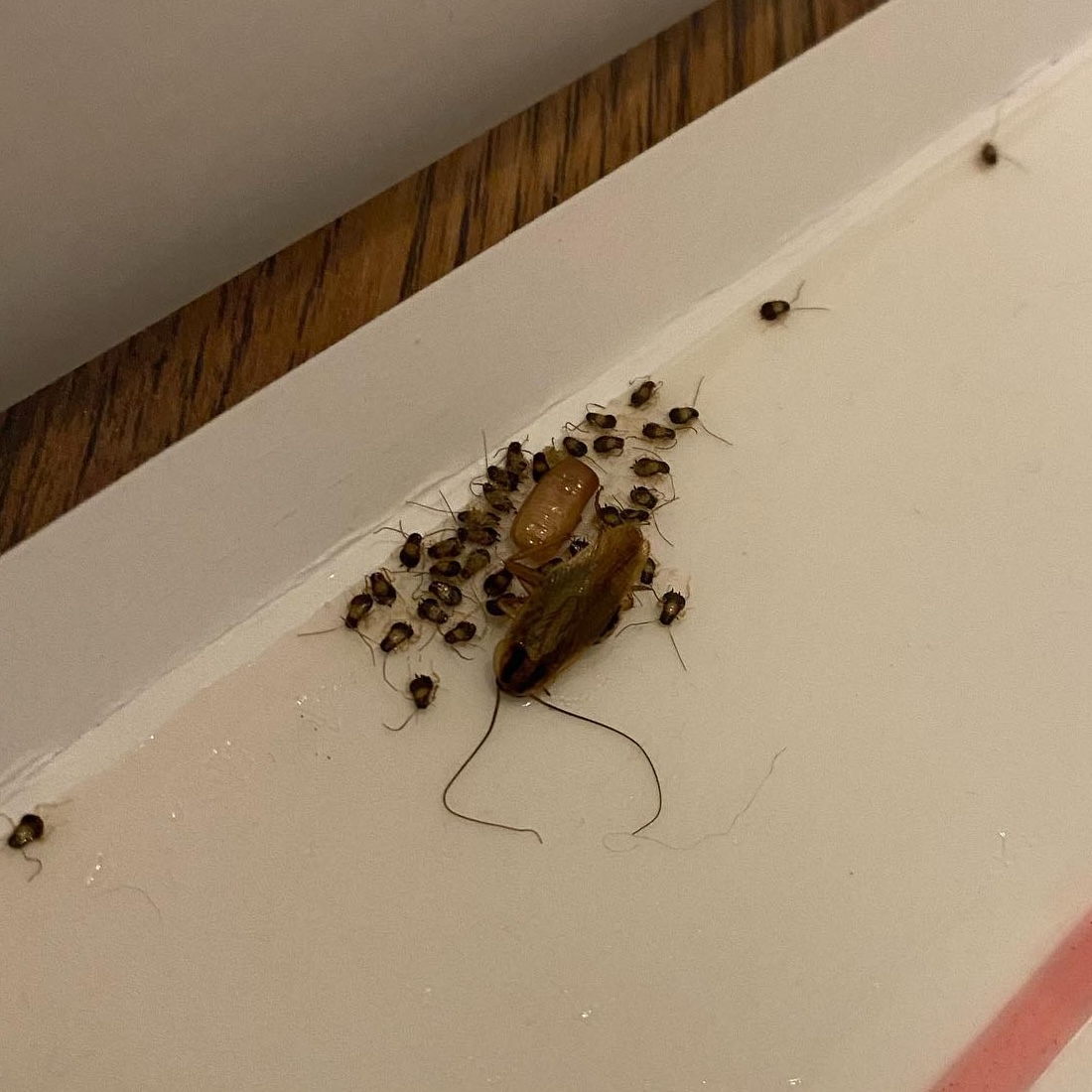 Cockroaches on a trap