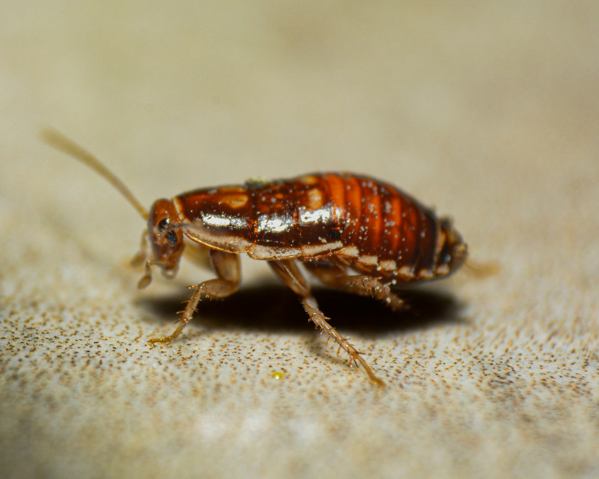 Cockroach Pest Control