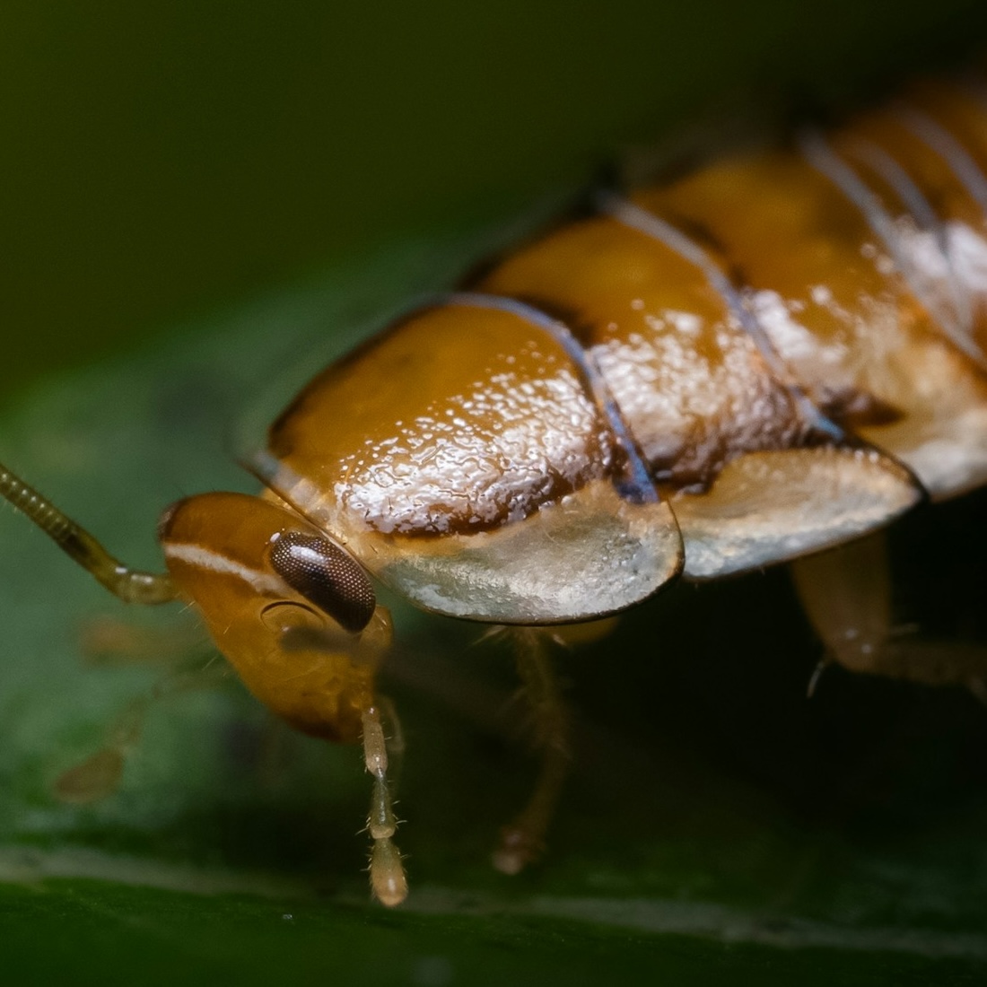 Cockroach on a leaf