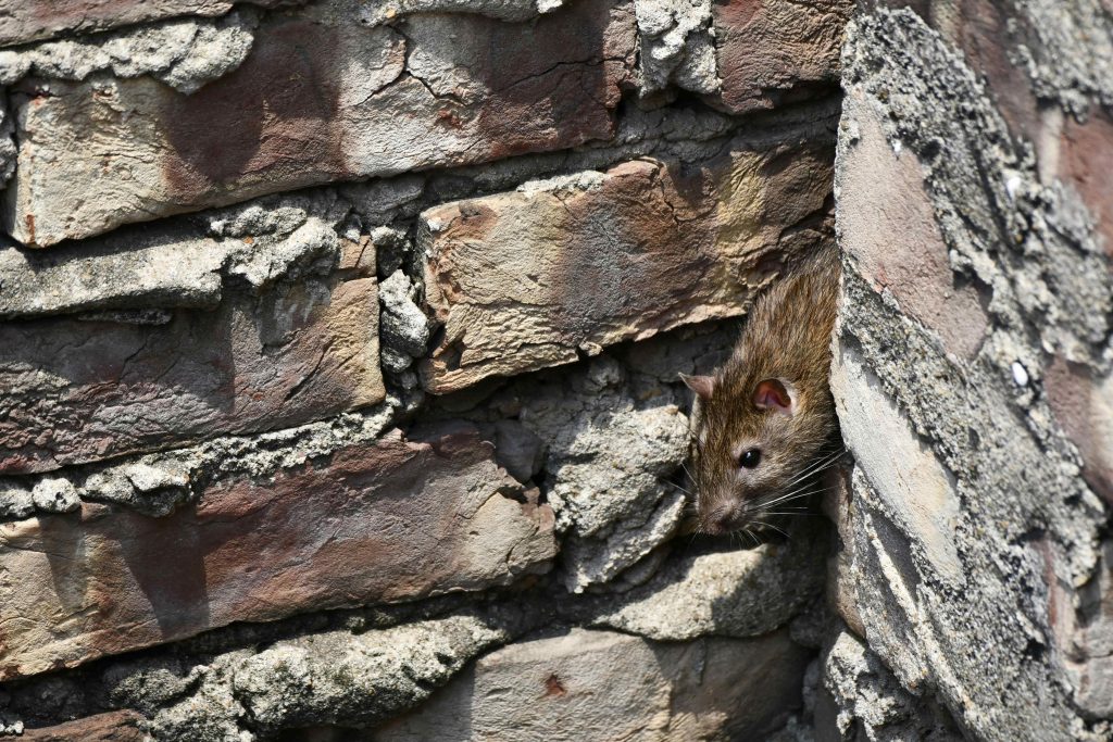 How Long Do Rats Live? | The Rat Life Cycle | Essex Pest Proof
