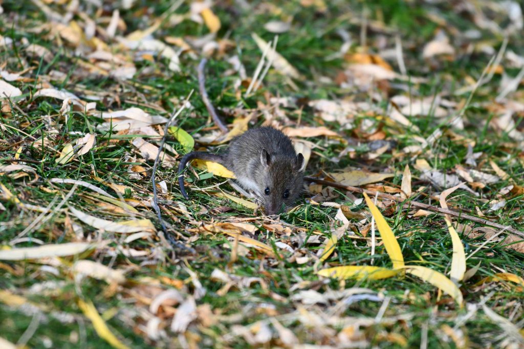 A rat sitting in grass outdoors, used to highlight Essex pest control and rodent prevention services.