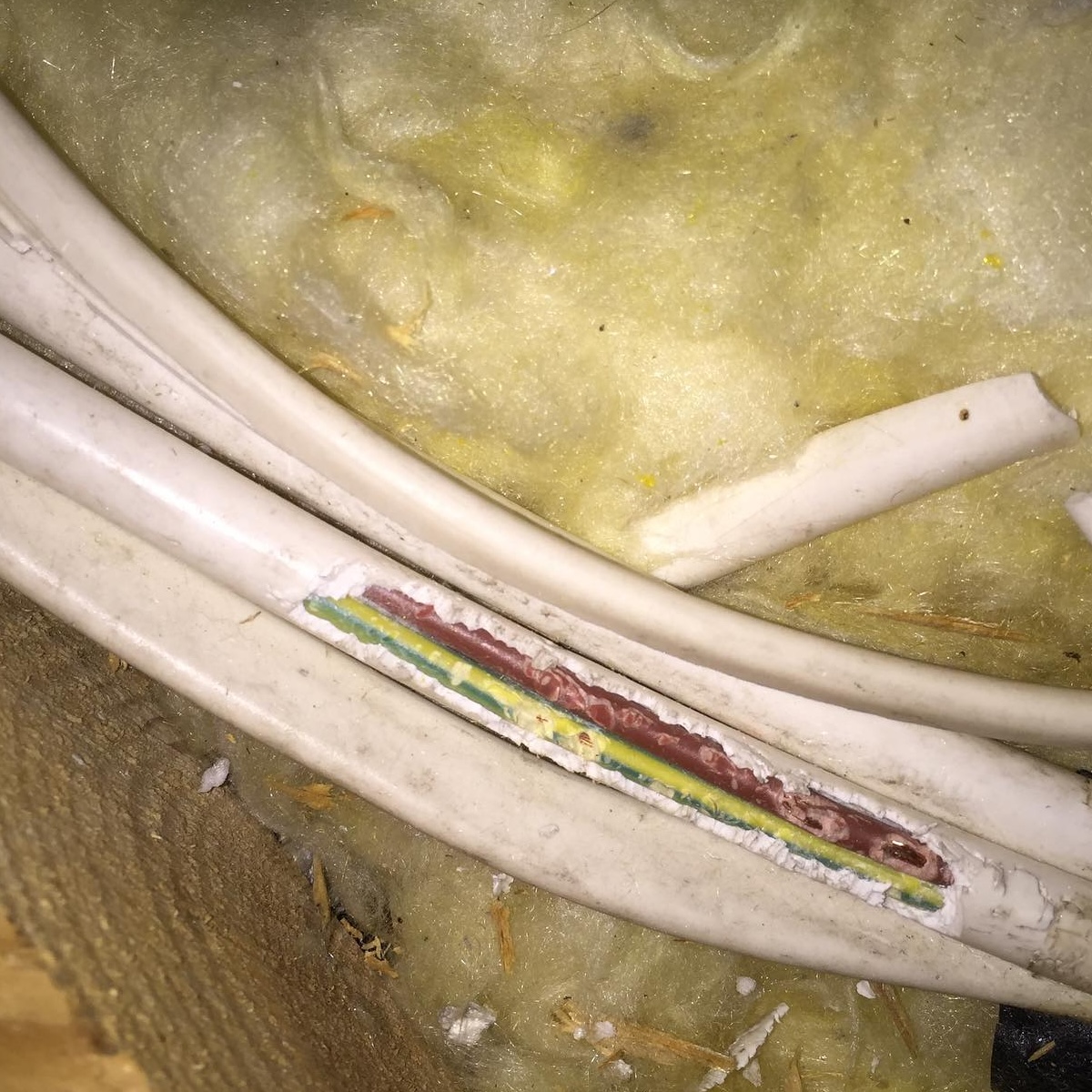 A chewed wire on a piece of loft insulation