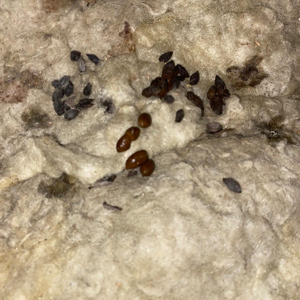 Contaminated loft insulation