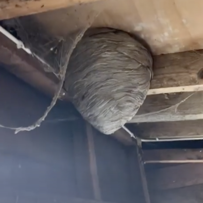 Wasp nest in roof