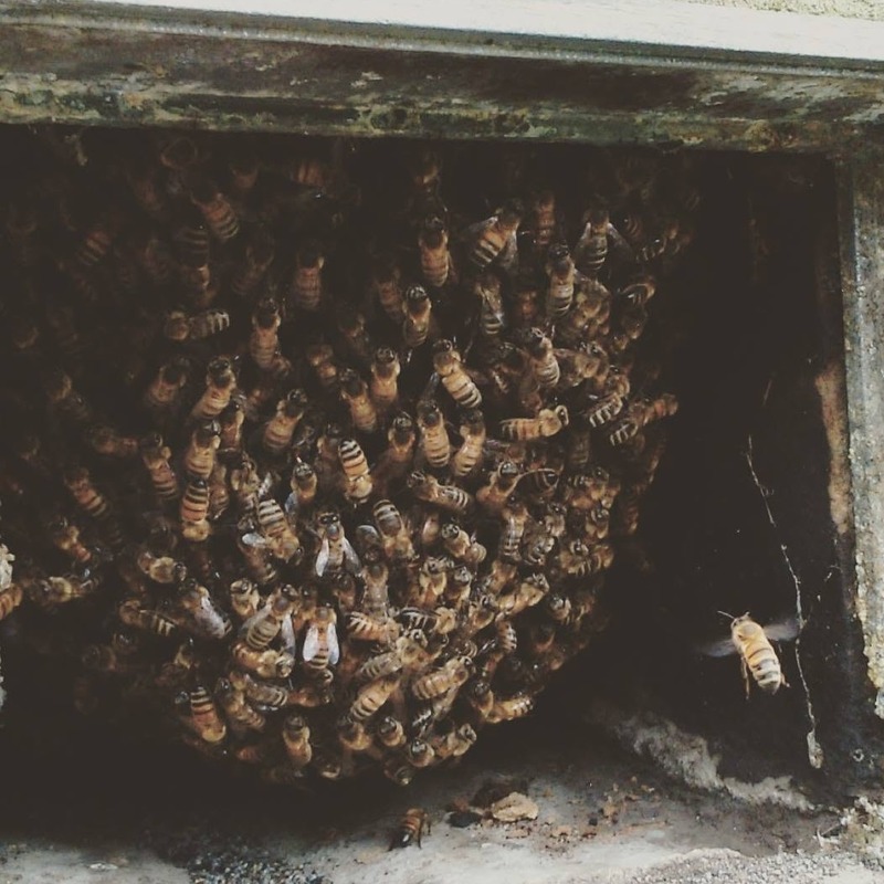 Honey Bee Nest