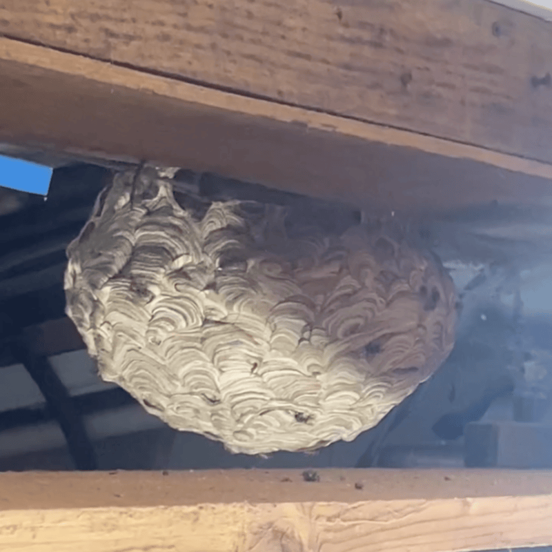 Hornet nest under some beams