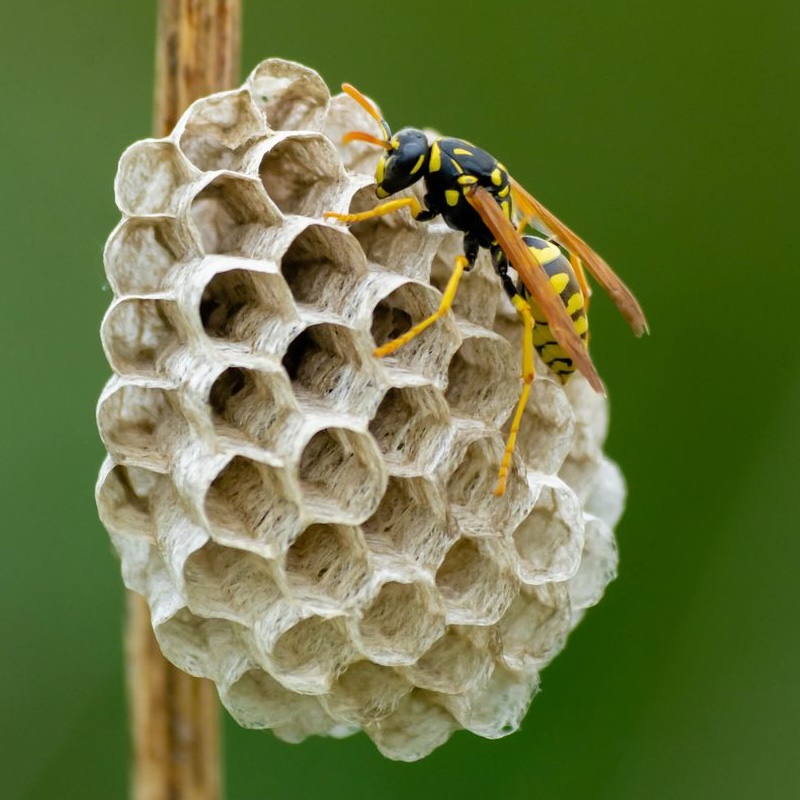 Paper wasp on a nest