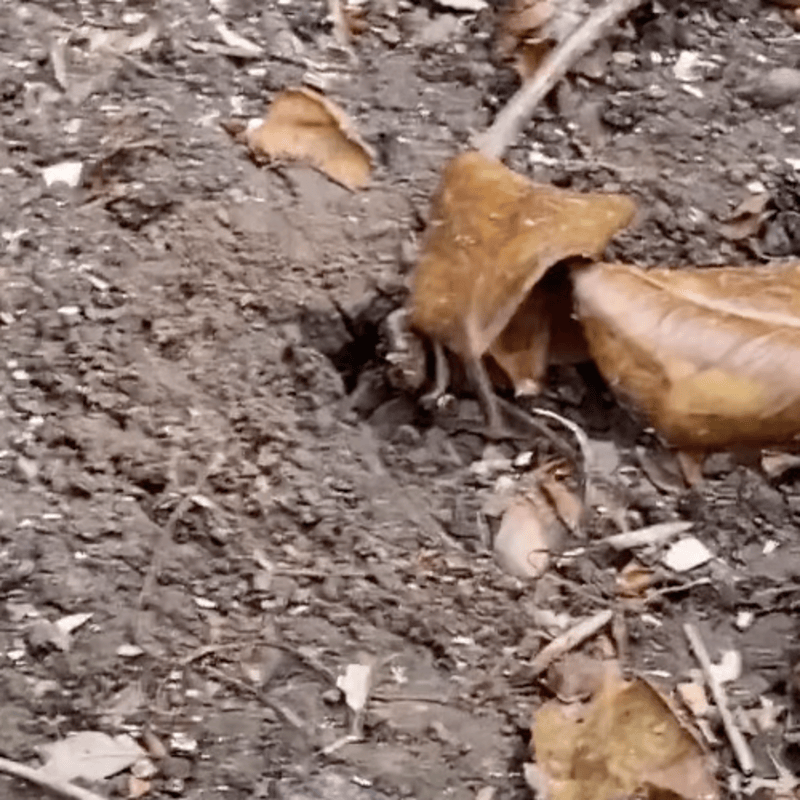 Ground wasp nest