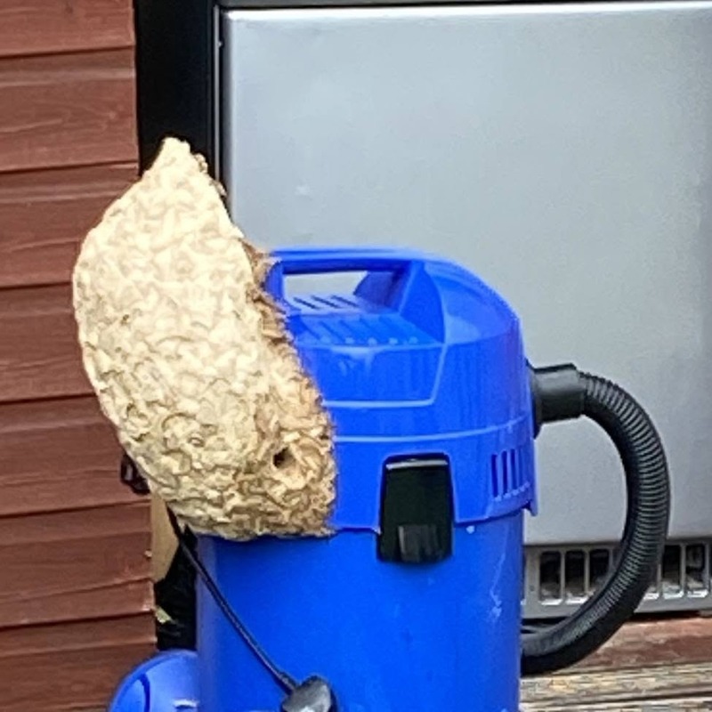 Wasp Nest On A Hoover