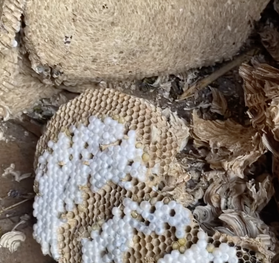 A wasp nest that has been partially opened