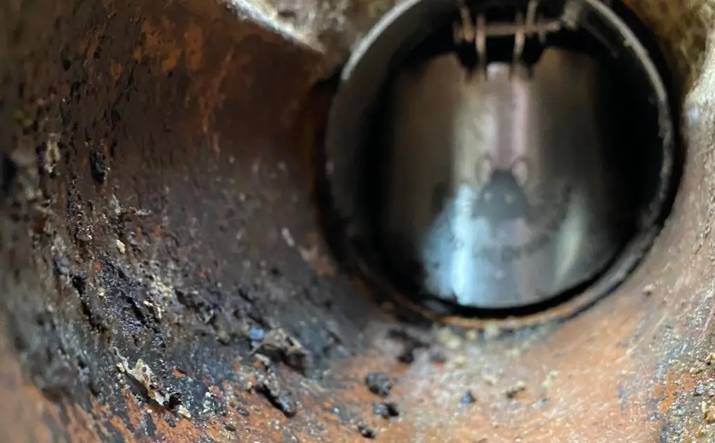 A drain with a rat drain blocker