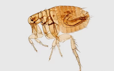 Pest Control for Fleas