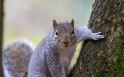 Squirrels Pest Control